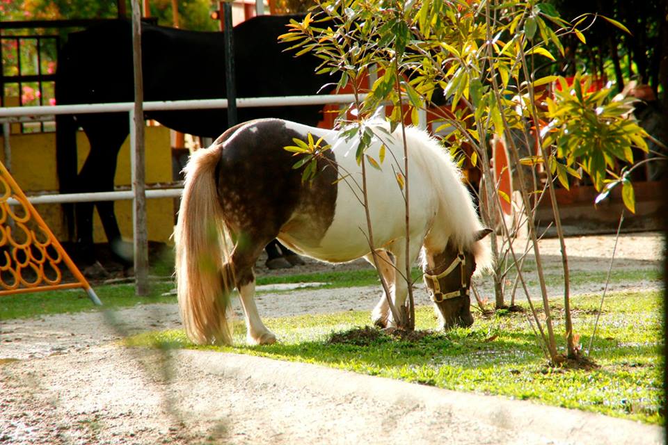 Facebook - Countryside Stables Penang Like, real horses.